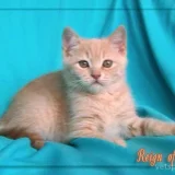 Питомник британских короткошерстных кошек Reign Of Fire Фото 2 на проекте VetSpravka.ru