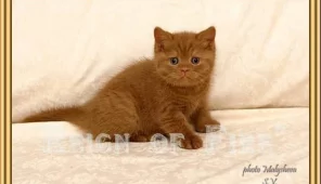 Питомник британских короткошерстных кошек Reign Of Fire Фото 3 на проекте Krsd.vetspravka.ru