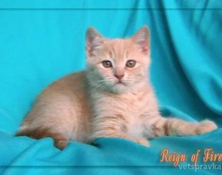 Питомник британских короткошерстных кошек Reign Of Fire Фото 2 на проекте Krsd.vetspravka.ru