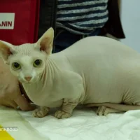 Клуб любителей кошек Талисман Фото 2 на проекте Krsd.vetspravka.ru Клуб любителей кошек Талисман Фото 2 на проекте Krsd.vetspravka.ru