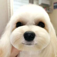 Салон для животных Wow Dog Фото 2 на проекте Krsd.vetspravka.ru Салон для животных Wow Dog Фото 2 на проекте Krsd.vetspravka.ru