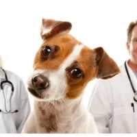 Ветеринарная клиника Doctor Vet Фото 2 на проекте Krsd.vetspravka.ru Ветеринарная клиника Doctor Vet Фото 2 на проекте Krsd.vetspravka.ru